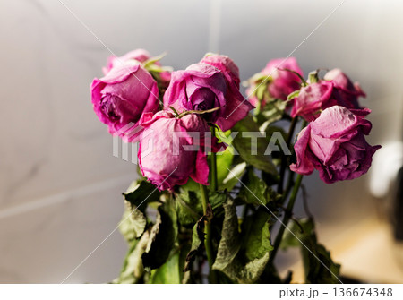 roses dried in pink colors 136674348
