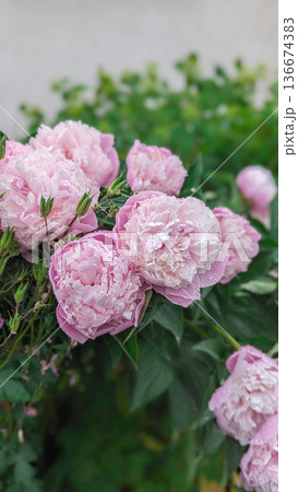 Closeup of pink peonies with raindrops on petals capturing freshness and beauty after summer rain Closeup of pink peonies with raindrops on petals capturing freshness and beauty after summer rain 136674383
