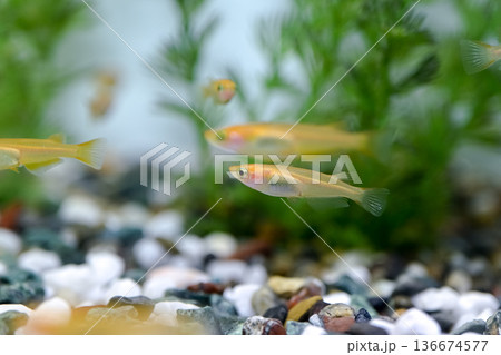 水槽のメダカ 136674577