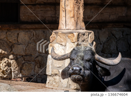 Berlin, germany, august 14, 2023. Water buffalo resting in berlin zoo enclosure, powerful horns and textured dark fur in sunny outdoor portrait, facing camera 136674604