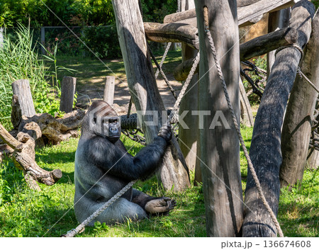 Berlin, germany, august 14, 2023. Gorilla silverback sitting in berlin zoo enclosure, holding a rope on a sunny summer day amid grass, logs and trees 136674608