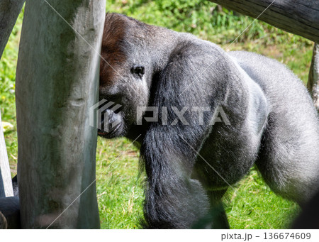 Berlin, germany, august 14, 2023. Silverback gorilla rubbing its head on a wooden post in a zoo enclosure, displaying strength and natural behavior in daylight 136674609