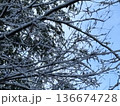 雪が積もった木 136674728