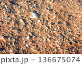 Natural beach sand texture with small shells and pebbles in warm sunlight 136675074