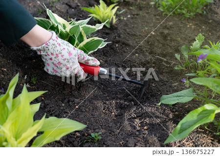 Gardener cultivating strawberry plants in springtime with a hand tool in a lush garden Gardener cultivating strawberry plants in springtime with a hand tool in a lush garden 136675227