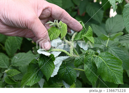Green aphids on a chili plant 136675228