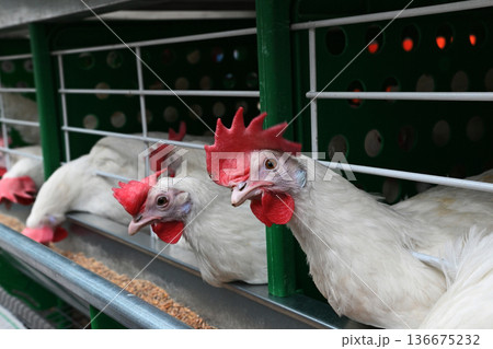 Chickens in a cage at a farm 136675232