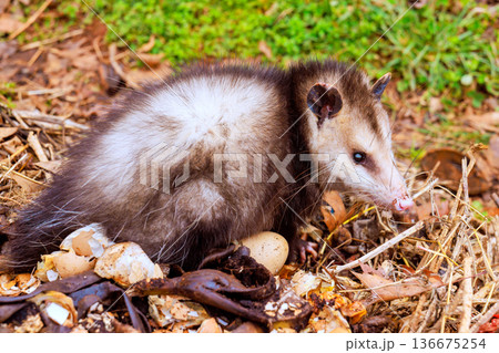 Opossum forages on ground near eggs in natural setting 136675254