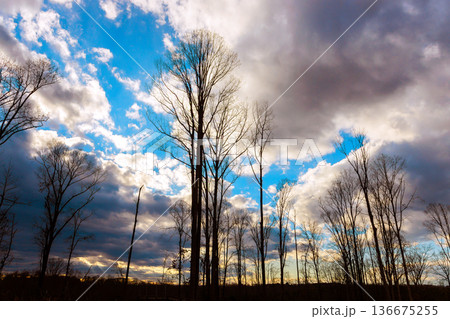 Tall trees stand against cloudy sky with patches of blue near Kings Canyon 136675255