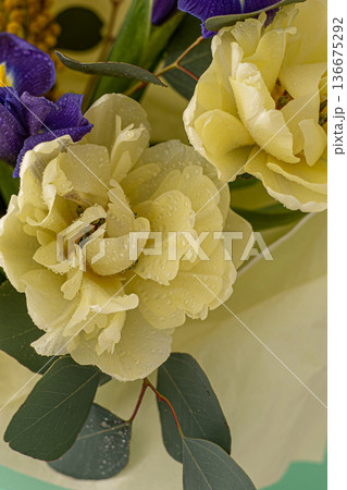Spring bouquet of flowers. Irises, tulips, mimosa and eucalyptus. Yellow and blue flower. Bud close-up. Floral background. Purple iris, white double tulip. March mood. 136675292
