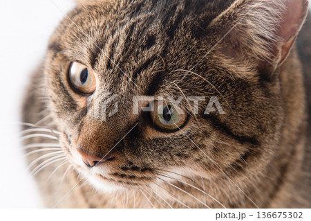 Close-up portrait of a cat. A cat of a European breed looks. Brown gray striped fluffy. Pet 136675302