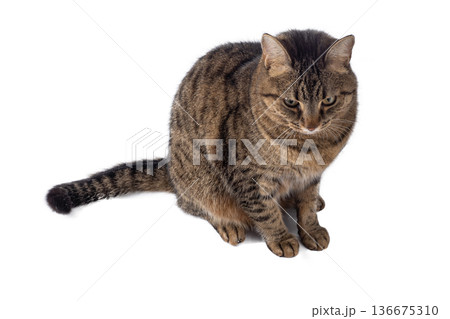European cat isolated on white background. European cat isolated on white background. 136675310