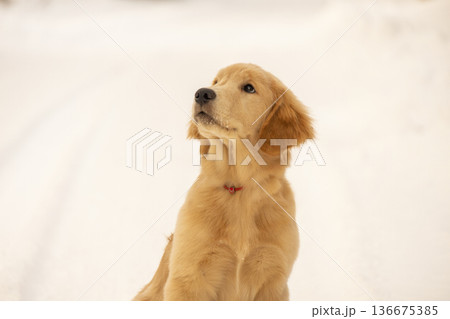Adorable Golden Retriever puppy sitting in the winter snow. Adorable Golden Retriever puppy sitting in the winter snow. 136675385