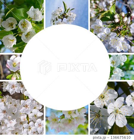 Collage of blooming spring fruit trees with round copy space 136675610