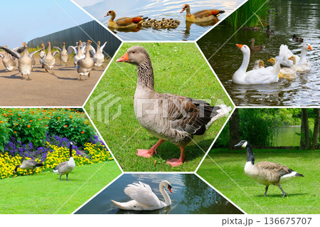 Group of domestic waterfowl including goose, swan, and duck on white 136675707