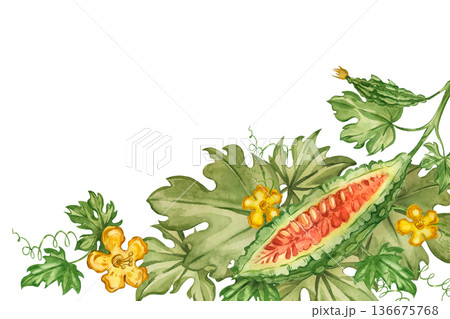 Watercolor illustration of a bitter melon plant Momordica, leaves, vines, and yellow flowers. All hand-painted in watercolor. Healthy eating concept for product packaging, menus, books, and brochures. 136675768