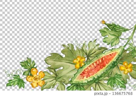 Watercolor illustration of a bitter melon plant Momordica, leaves, vines, and yellow flowers. All hand-painted in watercolor. Healthy eating concept for product packaging, menus, books, and brochures. Watercolor illustration of a bitter melon plant Momordica, leaves, vines, and yellow flowers. All hand-painted in watercolor. Healthy eating concept for product packaging, menus, books, and brochures. 136675768