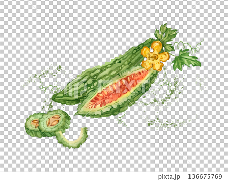 Watercolor illustration of a bitter melon with an open fruit, sliced pieces, and splashes of juice. All hand-painted in watercolor. Suitable for product packaging, textiles, and nutrition. Watercolor illustration of a bitter melon with an open fruit, sliced pieces, and splashes of juice. All hand-painted in watercolor. Suitable for product packaging, textiles, and nutrition. 136675769