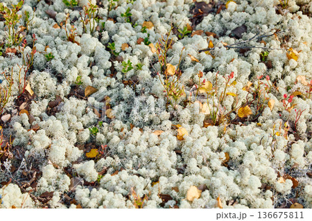 colourful arctic carpet of moss, yagel, blueberry and birch twigs among the stones, sunset, Tundra at autumn, tundra near the town of Teriberka in Russia, Murmansk region 136675811