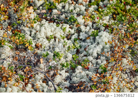colourful arctic carpet of moss, yagel, blueberry and birch twigs among the stones, sunset, Tundra at autumn, tundra near the town of Teriberka in Russia, Murmansk region colourful arctic carpet of moss, yagel, blueberry and birch twigs among the stones, sunset, Tundra at autumn, tundra near the town of Teriberka in Russia, Murmansk region 136675812