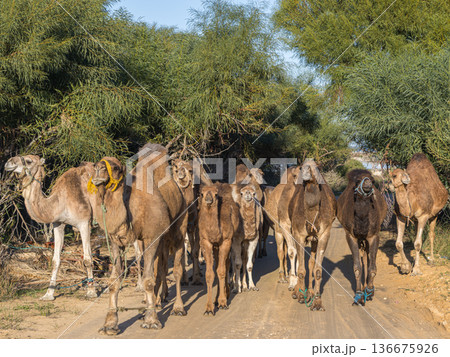Coastal Caravan: A Large Camel Family Heading Home Coastal Caravan: A Large Camel Family Heading Home 136675926