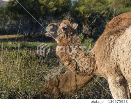 Coastal Caravan: A Large Camel Family Heading Home Coastal Caravan: A Large Camel Family Heading Home 136675928