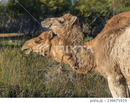 Coastal Caravan: A Large Camel Family Heading Home Coastal Caravan: A Large Camel Family Heading Home 136675929