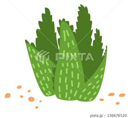 Growing succulent color icon. Mexican nature plant 136676520