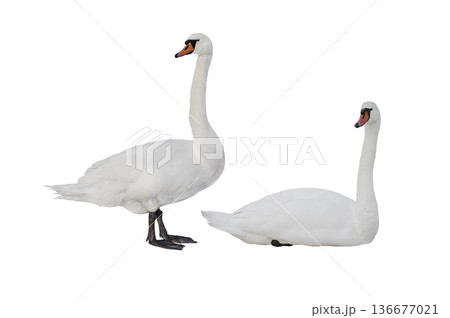 two swan isolated on white background two swan isolated on white background 136677021
