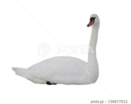 swan isolated on white background swan isolated on white background 136677022