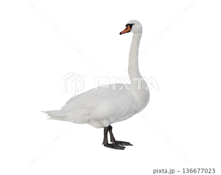 swan isolated on white background swan isolated on white background 136677023