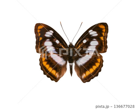 butterfly tropical striped isolated on white background butterfly tropical striped isolated on white background 136677028