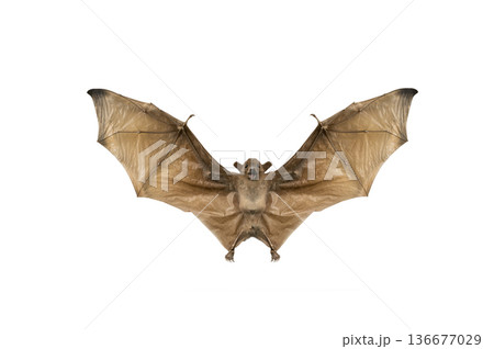 Mummy bat isolated on white background Mummy bat isolated on white background 136677029