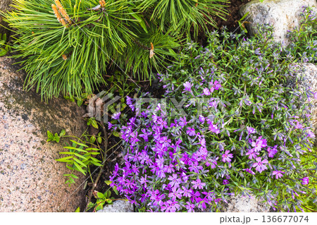 Phlox subulata in bloom, bright purple flowers grow on a rocky ground 136677074
