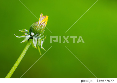 A macro shot of a dandelion bud with dew A macro shot of a dandelion bud with dew 136677077