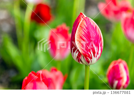 Red tulip flowers grow in a garden on a sunny summer day, close-up 136677081