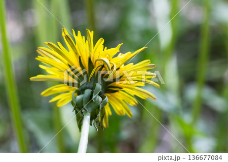 Yellow dandelion flower grows on spring meadow. Macro photo Yellow dandelion flower grows on spring meadow. Macro photo 136677084