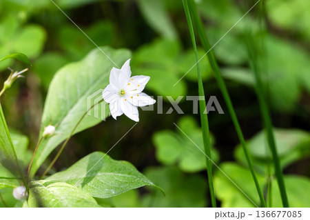 A white flower surrounded by green leaves, natural photo of Lysimachia europaea A white flower surrounded by green leaves, natural photo of Lysimachia europaea 136677085