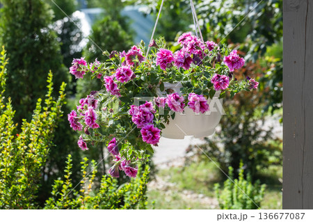 Purple pink petunia flowers grow in a hanging white pot 136677087