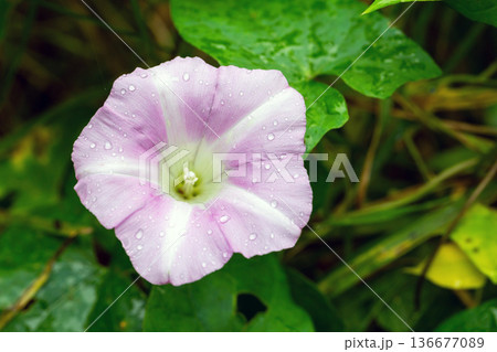 Macro photo featuring pink white wild flower. Convolvulus arvensis or field bindweed 136677089