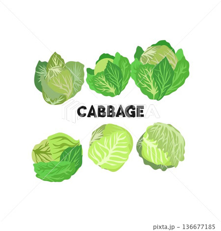 Print national cabbage day happy national cabbage day design vector Print national cabbage day happy national cabbage day design vector 136677185