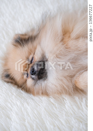 A small Pameranian Spitz is lying on the sofa A small Pameranian Spitz is lying on the sofa 136677227