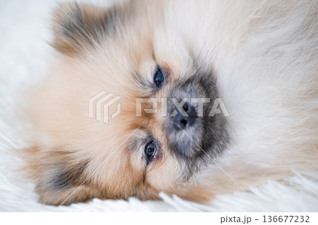 A small Pameranian Spitz is lying on the sofa A small Pameranian Spitz is lying on the sofa 136677232