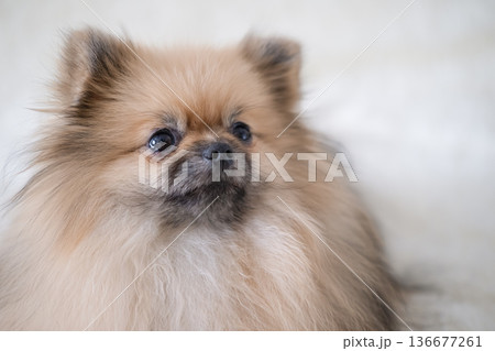 A small Pameranian Spitz is lying on the sofa 136677261
