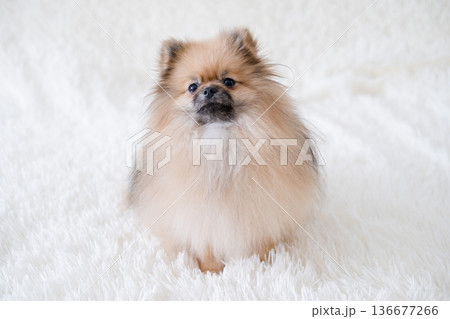 A small Pameranian Spitz is lying on the sofa A small Pameranian Spitz is lying on the sofa 136677266