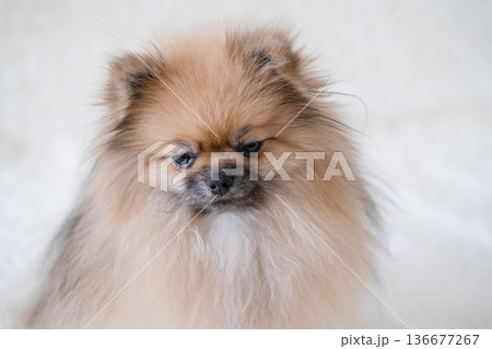 A small Pameranian Spitz is lying on the sofa A small Pameranian Spitz is lying on the sofa 136677267