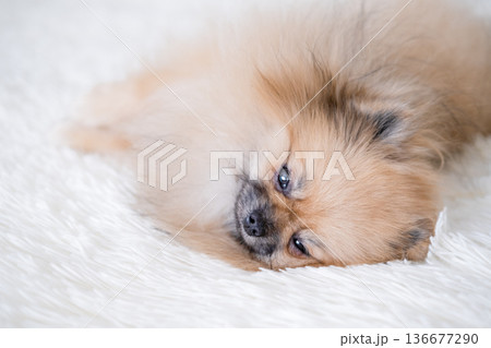 A small Pameranian Spitz is lying on the sofa A small Pameranian Spitz is lying on the sofa 136677290