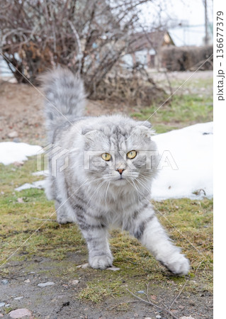 Gray cat walking on the street Gray cat walking on the street 136677379