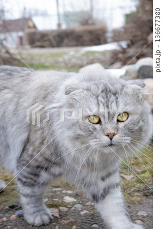 Gray cat walking on the street Gray cat walking on the street 136677380