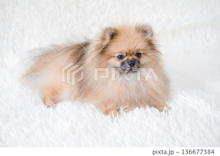 A small Pameranian Spitz is lying on the sofa A small Pameranian Spitz is lying on the sofa 136677384